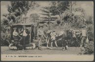 B. P. n.º 158 - Madeira. Carro de Bois