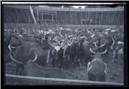 Manada de bovinos na praça de touros do campo Almirante Reis, Freguesia de Santa Maria Maior, Concelho do Funchal