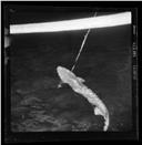 Tubarão "Xara", vulgarmente conhecido por "peixe gata" capturado pelos pescadores da embarcação "Campeão Europeu" no mar da Madeira, durante a pesca do peixe-espada preta 