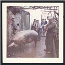 Matança do porco na Calheta