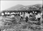 Grupo de homens e mulheres na apanha de cana-de-açúcar, Freguesia de São Martinho, Concelho do Funchal