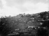 Paisagem rural, em local não identificado, na Ilha da Madeira