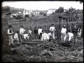 Grupo de trabalhadores na apanha da cana-de-açúcar, Freguesia de Santa Luzia, Concelho do Funchal
