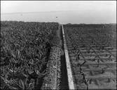 Plantação de bananeiras em terrenos da firma Hinton & Sons na foz da Ribeira dos Socorridos, Freguesia de São Martinho, Concelho do Funchal
