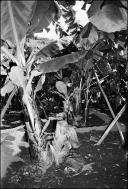Plantação de bananeiras, em local não identificado