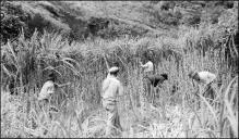 Grupo de homens na apanha de cana-de-açúcar, Freguesia de São Martinho, Concelho do Funchal