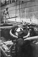 Gado bovino a ser transportado em barco, na baía do Funchal