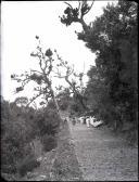 Retrato de grupo em passeio de rede e carro de bois nas proximidades do Ribeiro Frio, Freguesia de São Roque do Faial, Concelho de Santana