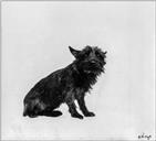 Retrato de cão da raça West Highland Terrier 
