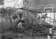 Isilda Perestrelo fazendo trabalhos de jardinagem no quintal de uma residência, em local não identificado 