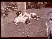 Retrato de três cães deitados numa calçada