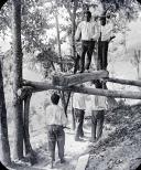 Grupo de homens a serrar um tronco em local não identificado
