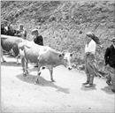 Gado bovino e seus tratadores, na 1.ª Feira de Gado do Porto Moniz, sítio das Portas da Vila, Freguesia e Concelho do Porto Moniz