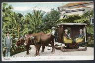 M. O. P. N.º 16 - Madeira. Carro de bois