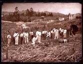 Grupo de trabalhadores na apanha de cana-de-açúcar, Freguesia de Santa Luzia, Concelho do Funchal