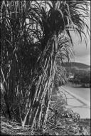 Plantação de canas-de-açúcar em local não identificado no Concelho do Funchal