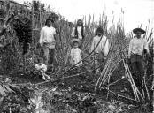 Grupo de quatro homens na apanha de cana de açúcar, acompanhados por duas crianças, em local não identificado