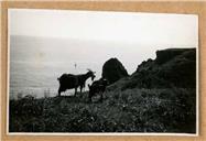Uma cabra e a sua cria num terreno, em local não identificado, na Ilha da Madeira