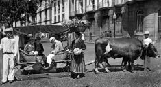 Carro de bois e florista no largo da Sé (atual largo D. Manuel I), Freguesia da Sé, Concelho do Funchal