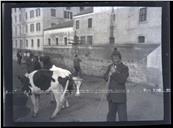 Negociante de gado bovino na rua 5 de Outubro, Freguesia da Sé, Concelho do Funchal