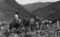 Camelos de transporte de pessoas no barranco de Santo André, ilha de Tenerife, arquipélago das Canárias