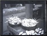 Bancada de venda de peixe, na Praça de São Pedro, Freguesia da Sé, Concelho do Funchal
