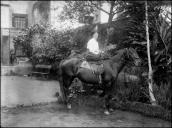 Retrato de Miss Hostry montada a cavalo no jardim da Photographia Vicente, Freguesia da Sé, Concelho do Funchal