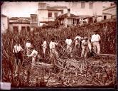 Grupo de trabalhadores na apanha de cana-de-açúcar [no Concelho do Funchal]