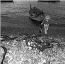Pescador a transportar peixe-espada para a praia, Freguesia de Santa Maria Maior, Concelho do Funchal