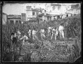 Grupo de trabalhadores na apanha de cana-de-açúcar [no Concelho do Funchal]