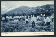 (M. O. P.) Aparto de canas de açúcar, Madeira