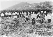 Grupo de homens e mulheres na apanha de cana-de-açúcar, Freguesia de São Martinho, Concelho do Funchal