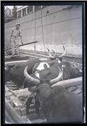 Gado bovino a ser transportado em barco, na baía do Funchal