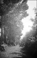 Caminho de terra batida ladeado por pinheiros no Santo da Serra, Freguesia de Santo António da Serra, Concelho de Santa Cruz 