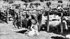 Pastor a tosquiar uma ovelha, no Paúl da Serra, Freguesia dos Canhas, Concelho da Ponta do Sol