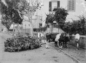 Corsa transportando banana na estrada Monumental, junto ao portão do "Reid's Palace Hotel" (atual "Belmond Reids Palace"), Freguesia de São Martinho, Concelho do Funchal