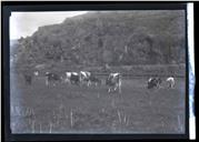 Gado bovino a pastar, junto à ribeira dos Socorridos, Freguesia de São Martinho, Concelho do Funchal