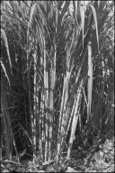 Plantação de canas-de-açúcar em local não identificado no Concelho do Funchal