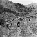 Grupo de homens a transportar molhos de cana-de-açúcar, Freguesia de São Martinho, Concelho do Funchal