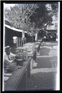 Vendedor de pássaros, no mercado D. Pedro V, Freguesia da Sé, Concelho do Funchal