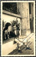 Retrato do menino João Manuel com um cão sentado no pátio de uma residência em local não identificado