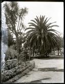 Palmeira no Jardim Municipal, Freguesia de São Pedro (atual Freguesia da Sé), Concelho do Funchal