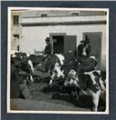 Três homens e cinco reses de gado bovino, junto a edifício não identificado, na Ilha da Madeira