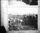 Grupo de homens na apanha da cana-de-açúcar em local não identificado na Ilha da Madeira