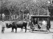 Carro de bois transportando um homem adulto e uma senhora, junto ao Jardim Municipal, freguesia de São Pedro (atual freguesia da Sé), concelho do Funchal